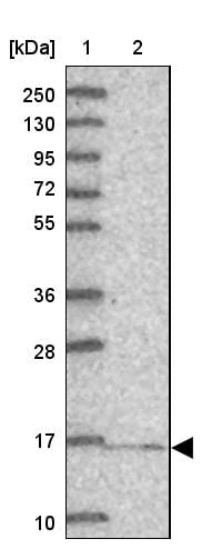 GRIM19 Antibody - BSA Free Western Blot: GRIM19 Antibody - BSA Free [NBP1-90050]