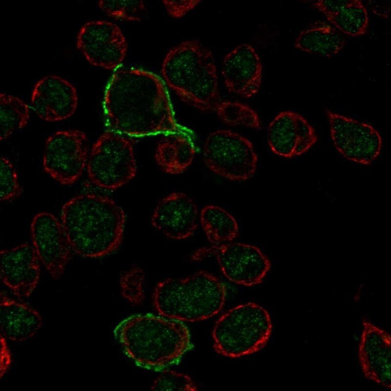 CD20 Antibody - BSA Free Immunocytochemistry/ Immunofluorescence: CD20 Antibody [NBP1-90051]