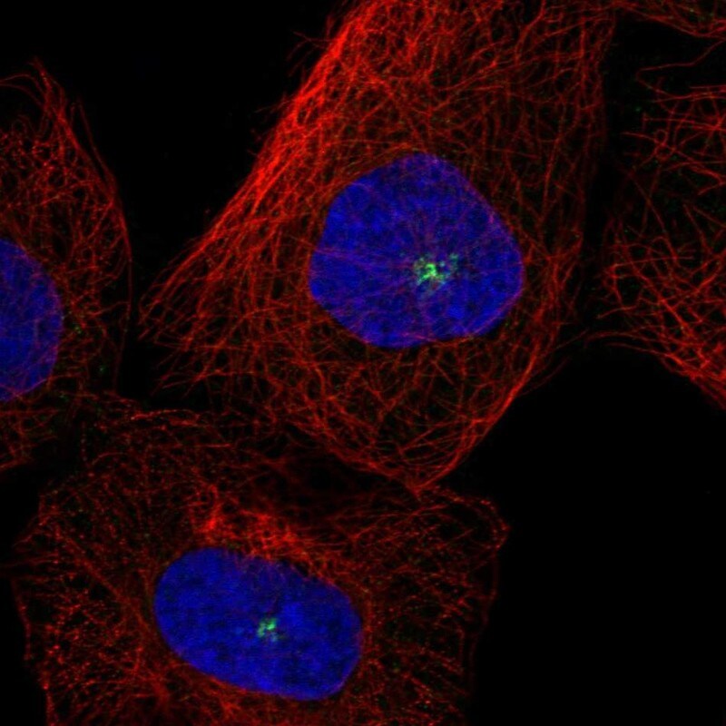 AZ1 Antibody - BSA Free Immunocytochemistry/ Immunofluorescence: AZ1 Antibody - BSA Free [NBP1-90053]