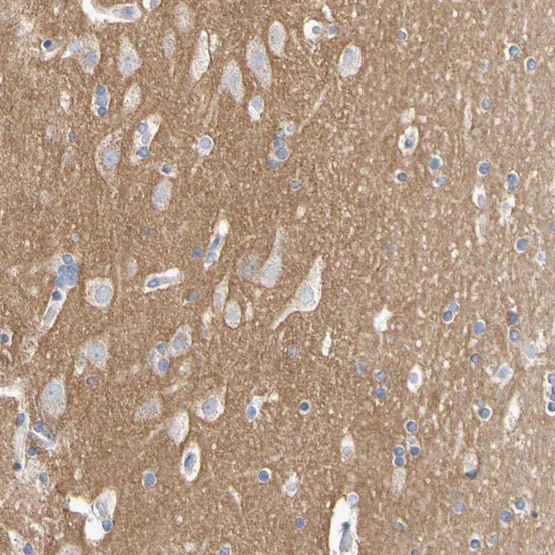 Contactin-2/TAG1 Antibody - BSA Free Immunohistochemistry: Contactin-2/TAG1 Antibody - BSA Free [NBP1-90054]