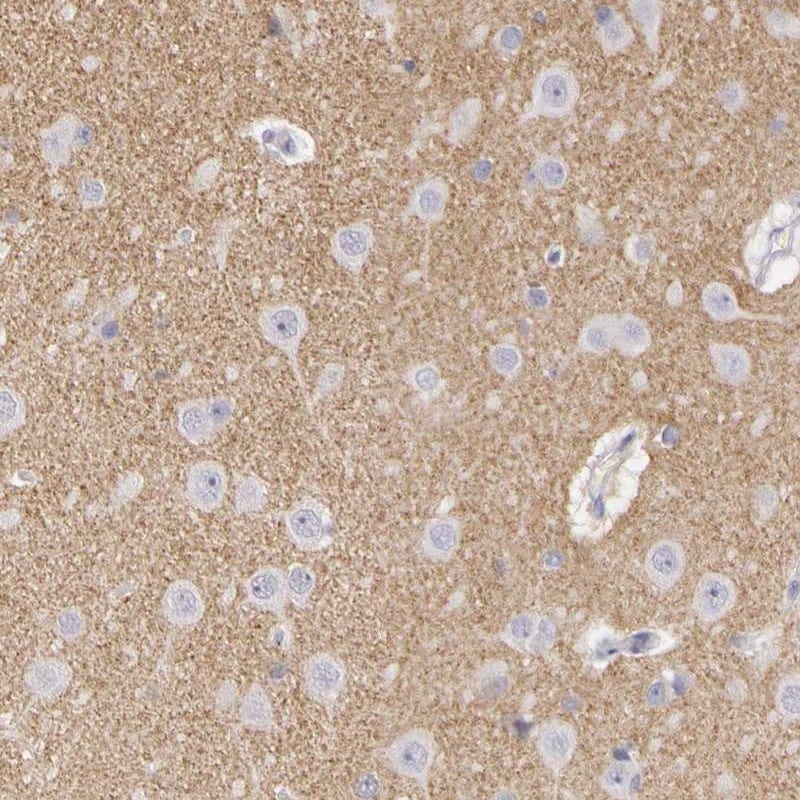 Contactin-2/TAG1 Antibody - BSA Free Immunohistochemistry: Contactin-2/TAG1 Antibody - BSA Free [NBP1-90055]