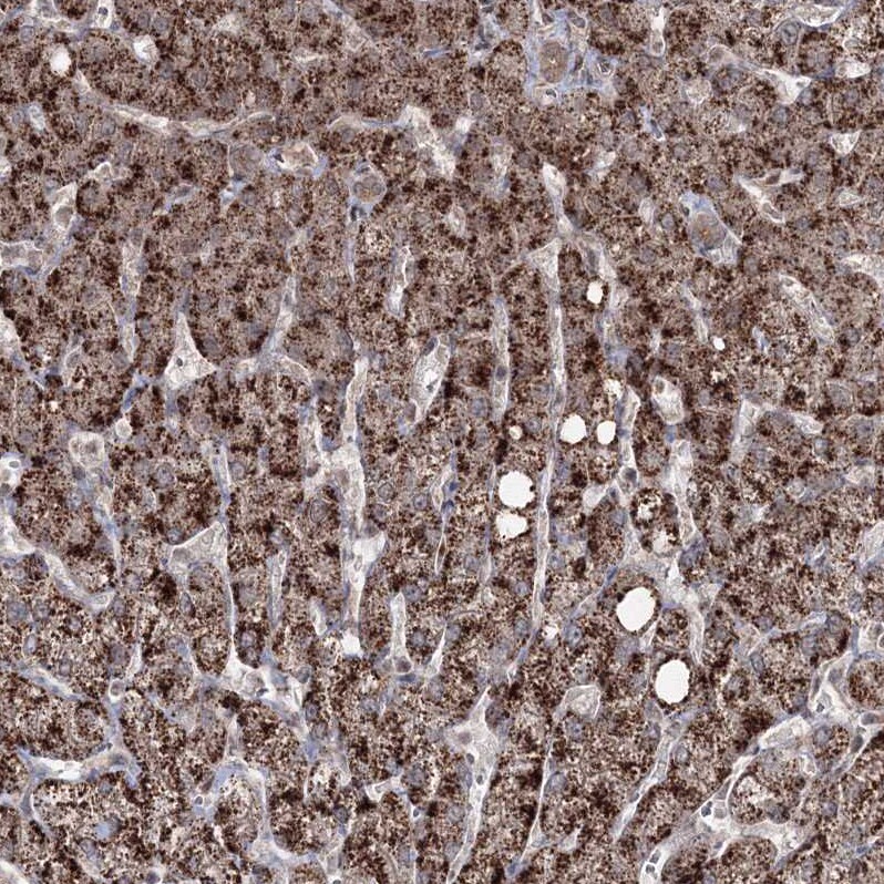 ZA20D3 Antibody - BSA Free Immunohistochemistry: ZA20D3 Antibody - BSA Free [NBP1-90060]