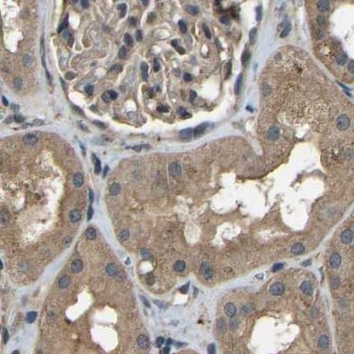 BRIC Antibody - BSA Free Immunohistochemistry-Paraffin: BRIC Antibody [NBP1-90068]