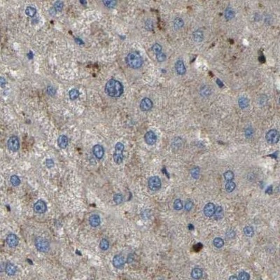 BRIC Antibody - BSA Free Immunohistochemistry-Paraffin: BRIC Antibody [NBP1-90068]