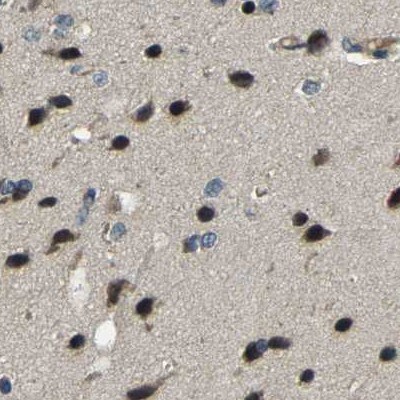 BRIC Antibody - BSA Free Immunohistochemistry-Paraffin: BRIC Antibody [NBP1-90068]