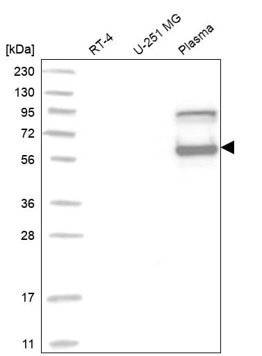 Serpin C1/Antithrombin-III Antibody - BSA Free Western Blot: Serpin C1/Antithrombin-III Antibody - BSA Free [NBP1-90077]