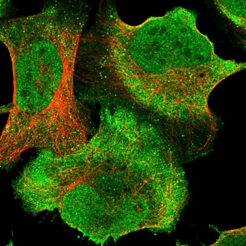 TUG Antibody - BSA Free Immunocytochemistry/ Immunofluorescence: TUG Antibody [NBP1-90079]