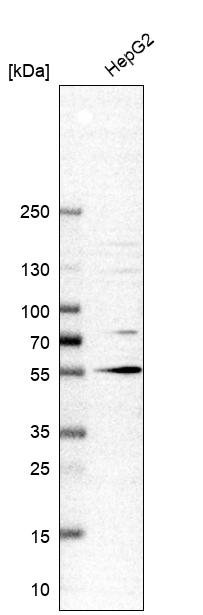 TUG Antibody - BSA Free Western Blot: TUG Antibody - BSA Free [NBP1-90079]