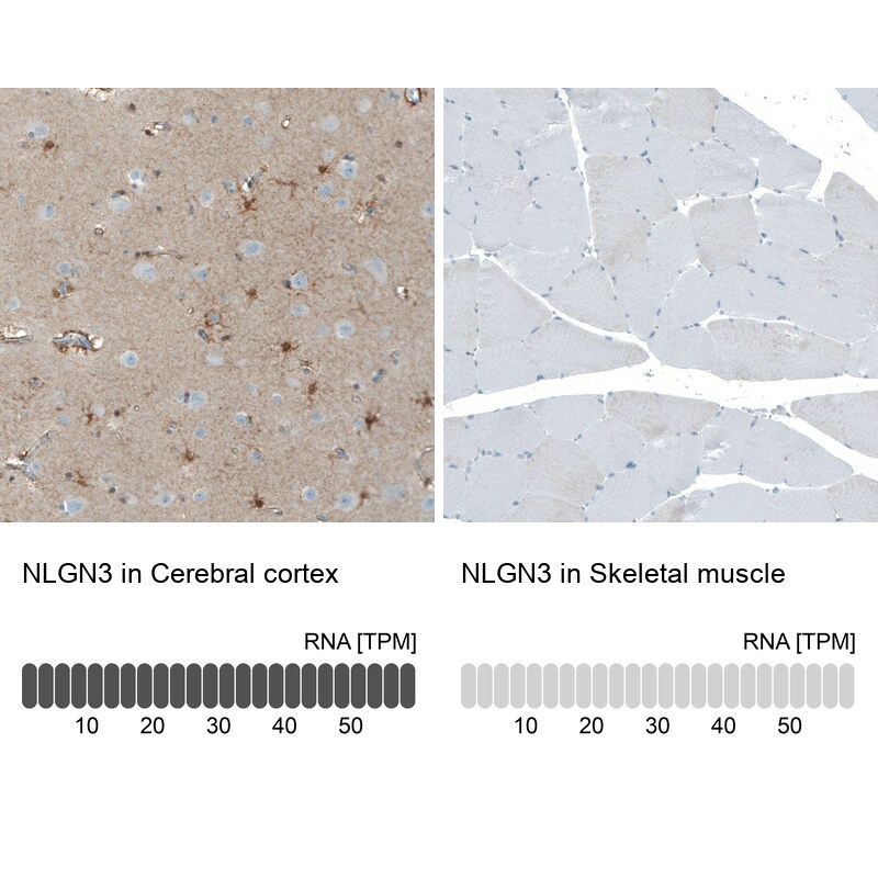 Neuroligin 3/NLGN3 Antibody - BSA Free Immunohistochemistry: Neuroligin 3/NLGN3 Antibody - BSA Free [NBP1-90080]
