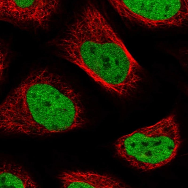 ASCC3L1 Antibody - BSA Free Immunocytochemistry/ Immunofluorescence: ASCC3L1 Antibody - BSA Free [NBP1-90086]