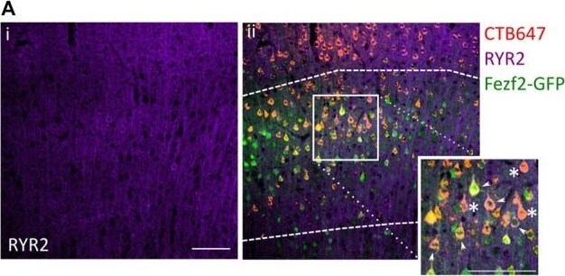 Ryanodine Receptor 2 Antibody - BSA Free