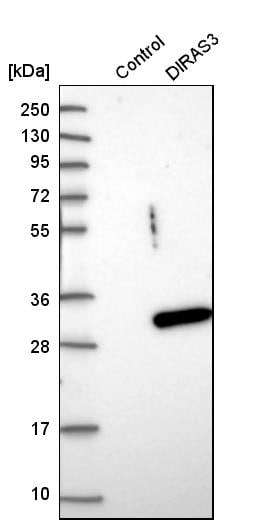 DIRAS3 Antibody - BSA Free Western Blot: DIRAS3 Antibody - BSA Free [NBP1-90106]