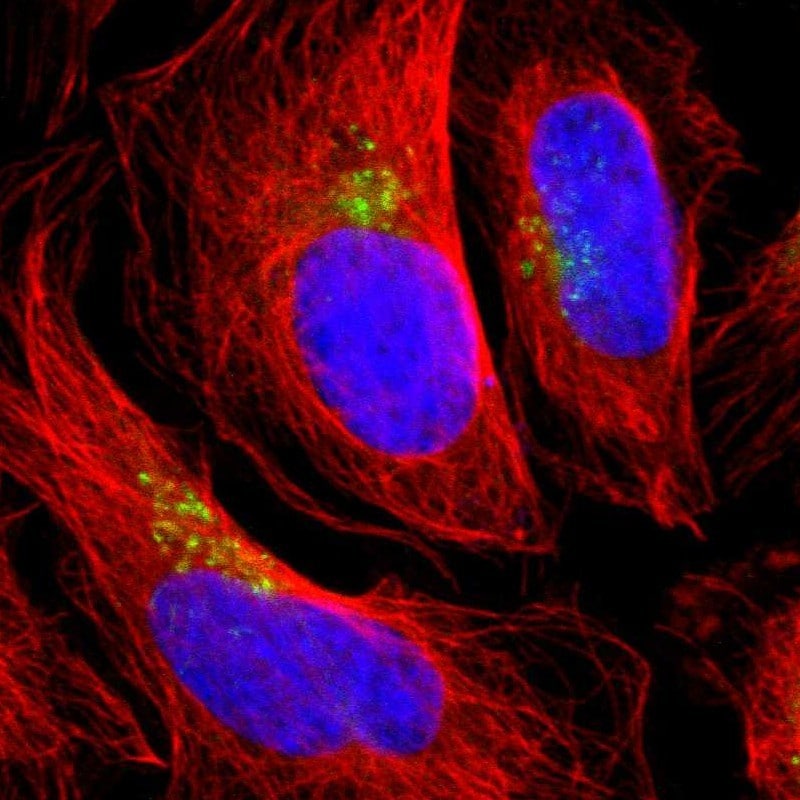 TATA Element Modulatory Factor 1 Antibody - BSA Free Immunocytochemistry/ Immunofluorescence: TATA Element Modulatory Factor 1 Antibody [NBP1-90117]