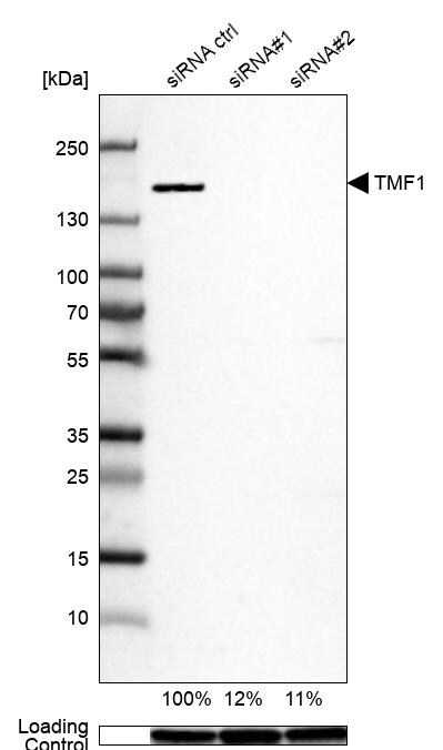 TATA Element Modulatory Factor 1 Antibody - BSA Free Western Blot: TATA Element Modulatory Factor 1 Antibody - BSA Free [NBP1-90117]