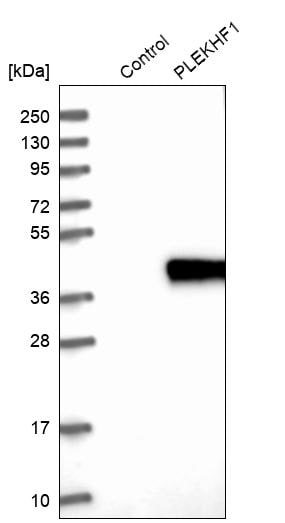 APPD Antibody - BSA Free Western Blot: APPD Antibody - BSA Free [NBP1-90124]