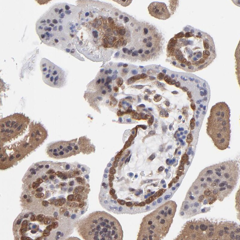 Caspase-3 Antibody - BSA Free Immunohistochemistry: Caspase-3 Antibody - BSA Free [NBP1-90125]