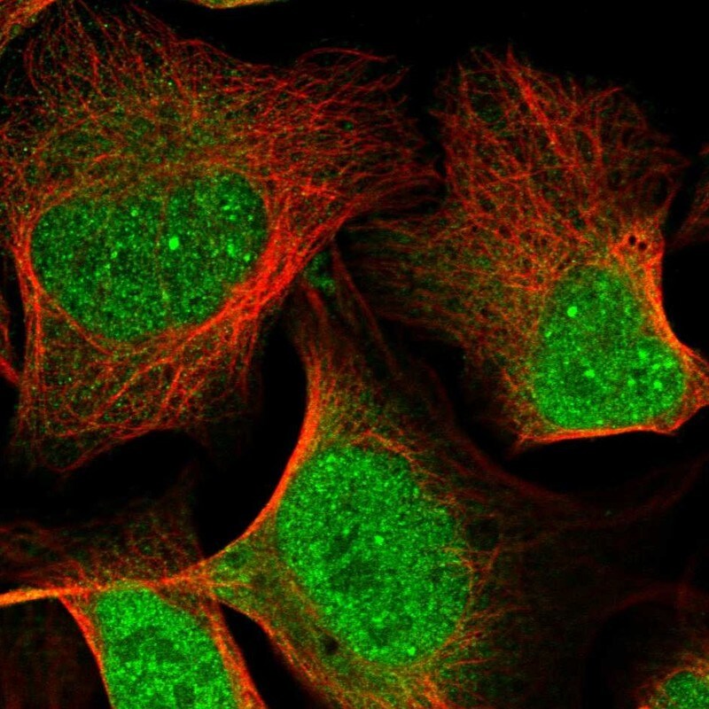 Apolipoprotein L2 Antibody - BSA Free Immunocytochemistry/ Immunofluorescence: Apolipoprotein L2 Antibody [NBP1-90127]