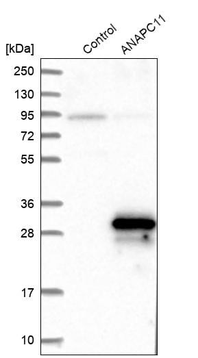 Apc11 Antibody - BSA Free Western Blot: Apc11 Antibody - BSA Free [NBP1-90139]