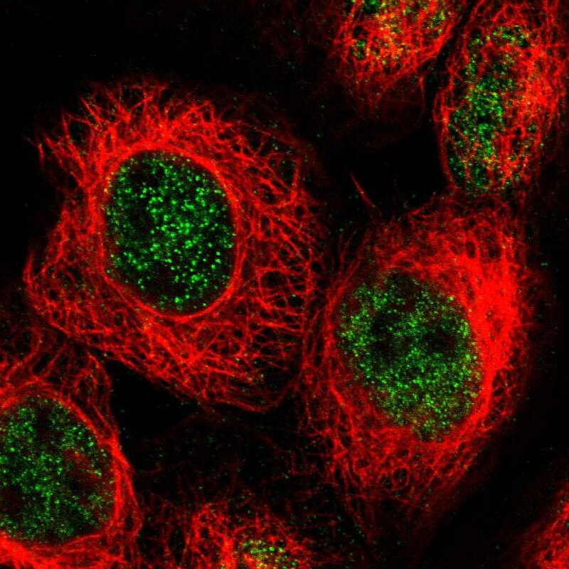 Apc11 Antibody - BSA Free Immunocytochemistry/ Immunofluorescence: Apc11 Antibody [NBP1-90140]