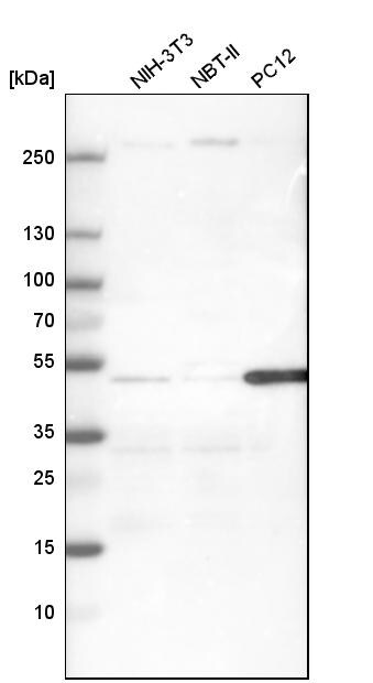 Caspase-9 Antibody - BSA Free Western Blot: Caspase-9 Antibody - BSA Free [NBP1-90142]