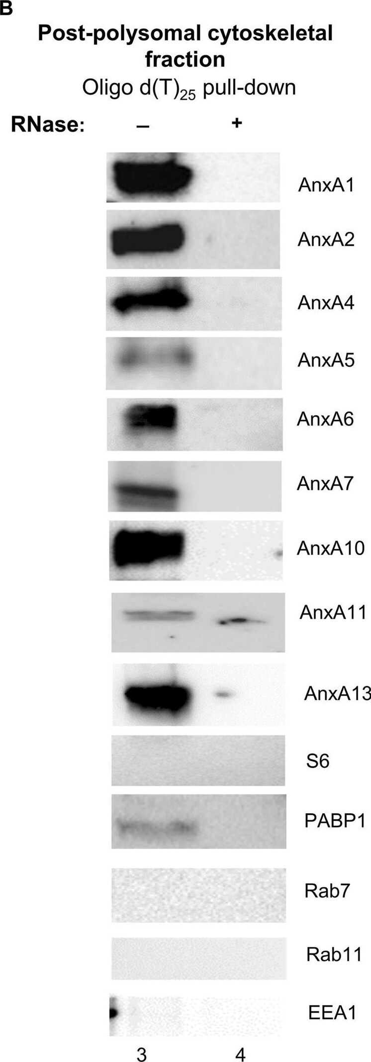 Annexin A6 Antibody - BSA Free