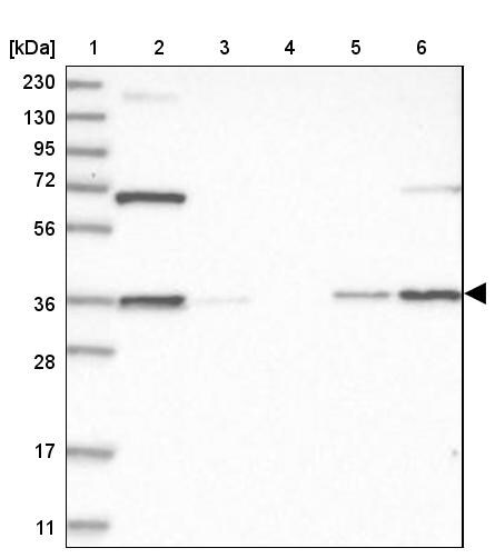 Annexin A9 Antibody - BSA Free Western Blot: Annexin A9 Antibody - BSA Free [NBP1-90152]