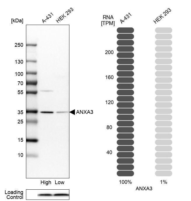 Annexin A3 Antibody - BSA Free Western Blot: Annexin A3 Antibody - BSA Free [NBP1-90155]