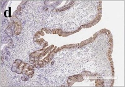 Annexin A10 Antibody