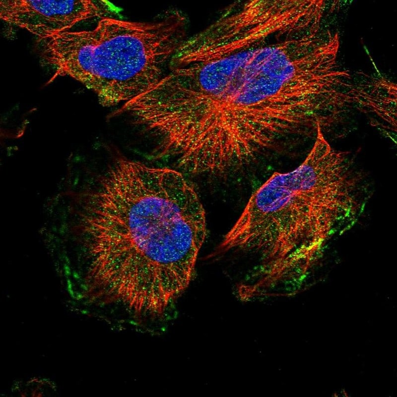 Annexin A13 Antibody - BSA Free Immunocytochemistry/ Immunofluorescence: Annexin A13 Antibody [NBP1-90157]