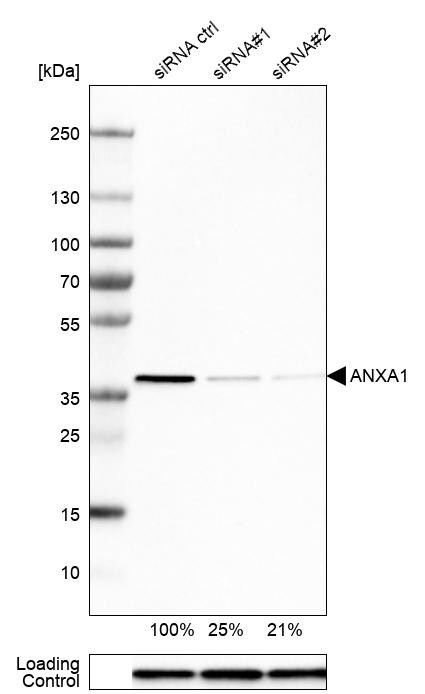 Annexin A1 Antibody - BSA Free Western Blot: Annexin A1 Antibody - BSA Free [NBP1-90161]