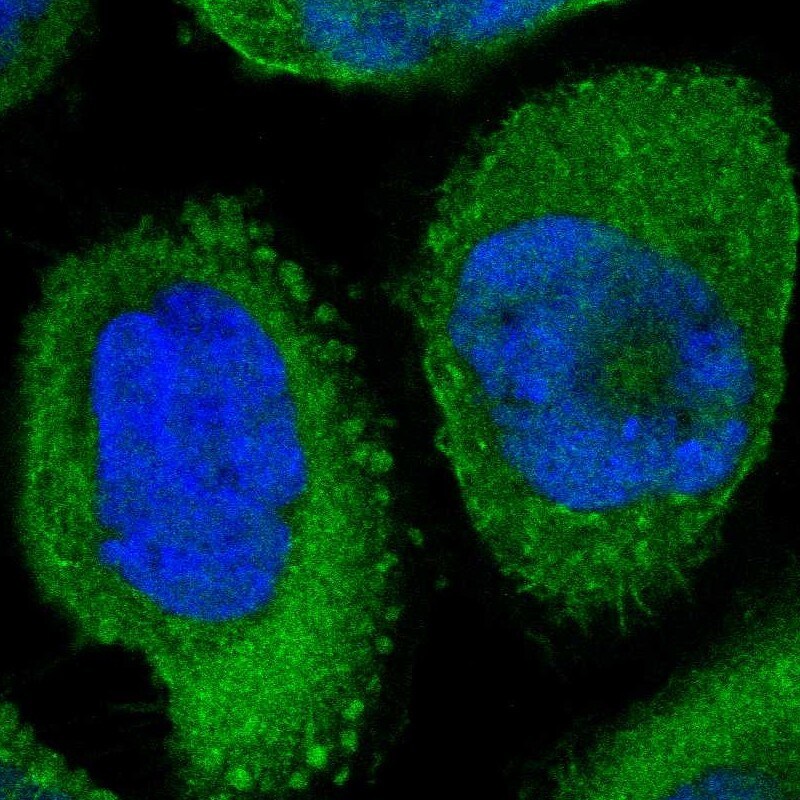 Annexin A1 Antibody - BSA Free Immunocytochemistry/ Immunofluorescence: Annexin A1 Antibody - BSA Free [NBP1-90162]