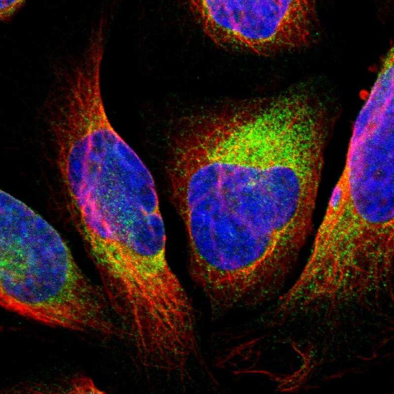 GPANK1/BAT4 Antibody - BSA Free Immunocytochemistry/ Immunofluorescence: GPANK1/BAT4 Antibody - BSA Free [NBP1-90165]