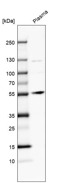 Angiopoietin-1 Antibody - BSA Free Western Blot: Angiopoietin-1 Antibody - BSA Free [NBP1-90169]