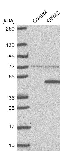 AMID Antibody - BSA Free Western Blot: AMID Antibody - BSA Free [NBP1-90176]