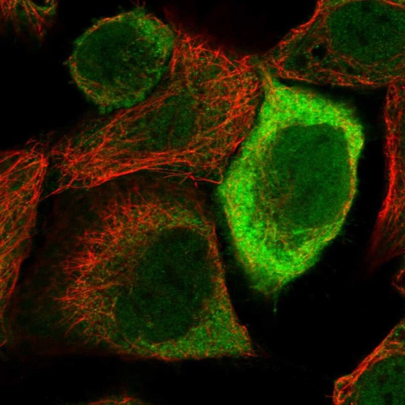 Glucose 6 phosphate isomerase Antibody - BSA Free Immunocytochemistry/ Immunofluorescence: Glucose 6 phosphate isomerase Antibody - BSA Free [NBP1-90177]