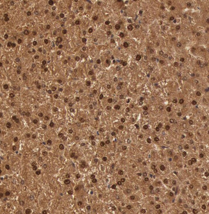 SOD1/Cu-Zn SOD Antibody - BSA Free