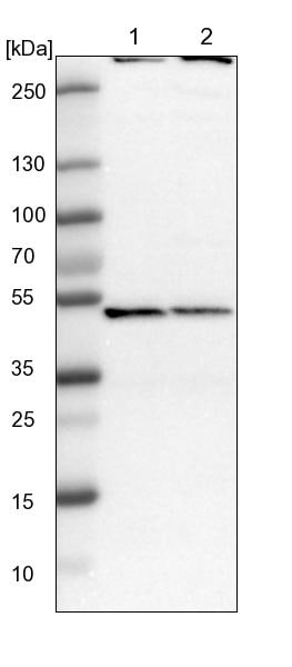 COP9 signalosome complex subunit 2 Antibody - BSA Free Western Blot: COP9 signalosome complex subunit 2 Antibody - BSA Free [NBP1-90190]