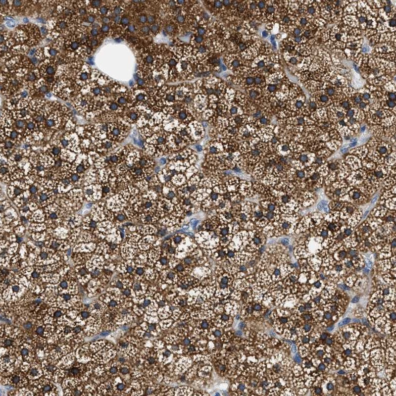 FALDH Antibody - BSA Free Immunohistochemistry: FALDH Antibody - BSA Free [NBP1-90193]