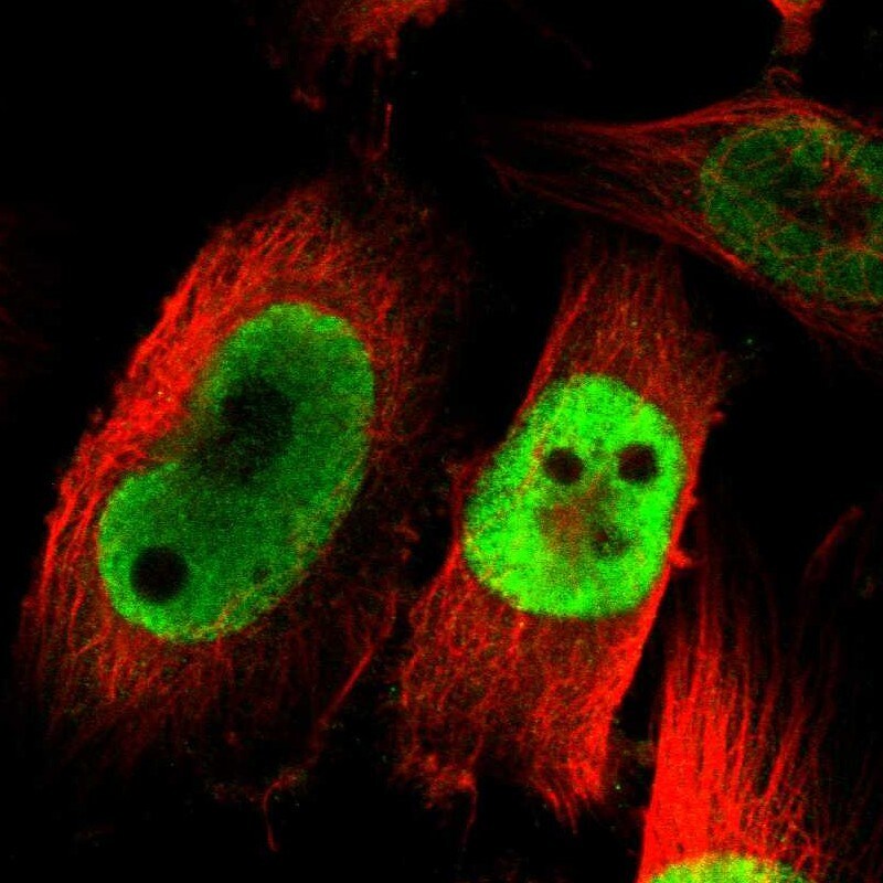 AKAP95/AKAP8 Antibody - BSA Free Immunocytochemistry/ Immunofluorescence: AKAP95/AKAP8 Antibody [NBP1-90196]