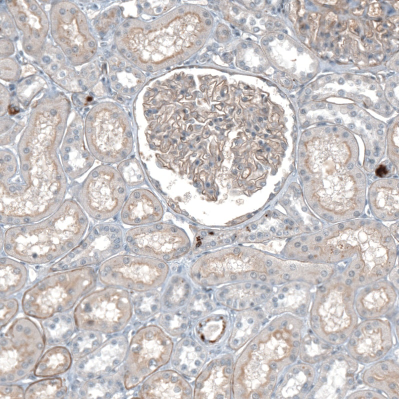 Agrin Antibody - BSA Free Immunohistochemistry-Paraffin: Agrin Antibody [NBP1-90209]