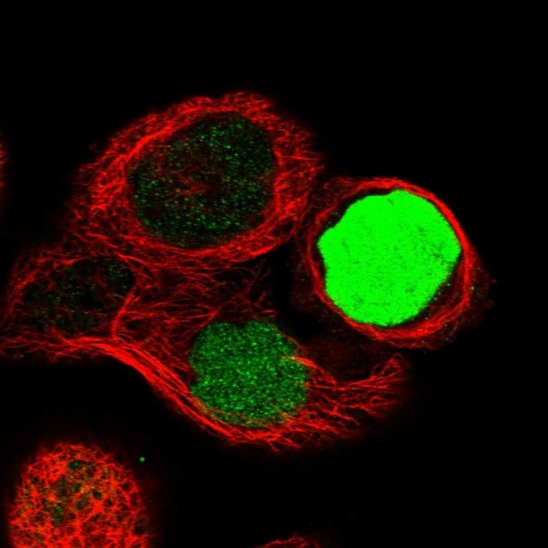 CapG Antibody - BSA Free Immunocytochemistry/ Immunofluorescence: CapG Antibody [NBP1-90214]