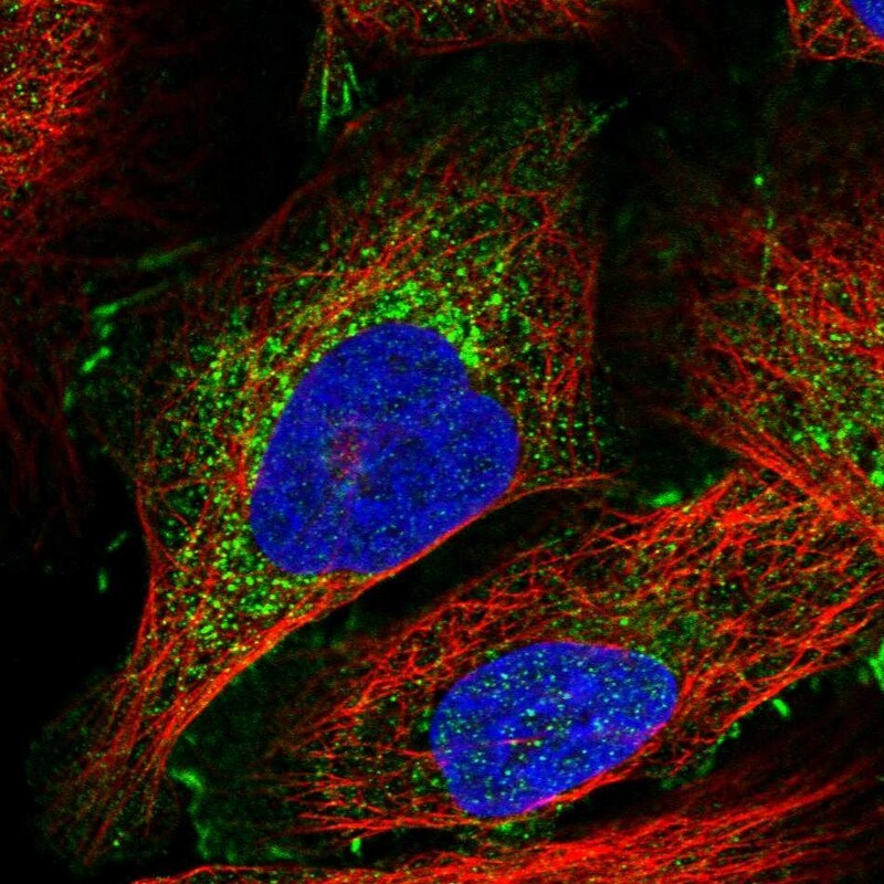 Afadin/AF-6 Antibody - BSA Free Immunocytochemistry/ Immunofluorescence: Afadin/AF-6 Antibody [NBP1-90220]
