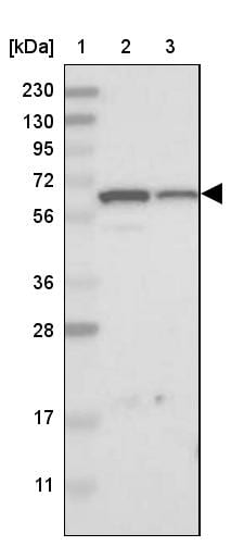 EOGT/AER61 Antibody - BSA Free Western Blot: EOGT/AER61 Antibody - BSA Free [NBP1-90224]