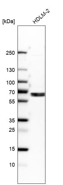 EOGT/AER61 Antibody - BSA Free Western Blot: EOGT/AER61 Antibody - BSA Free [NBP1-90224]