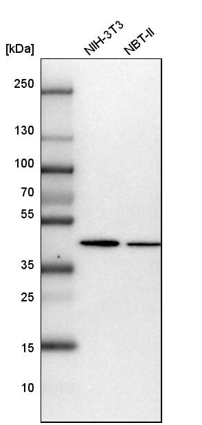 ADE2 Antibody - BSA Free Western Blot: ADE2 Antibody - BSA Free [NBP1-90235]