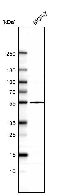 TADA3L Antibody - BSA Free Western Blot: TADA3L Antibody - BSA Free [NBP1-90243]