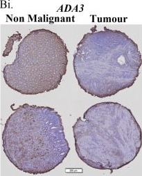 TADA3L Antibody - BSA Free