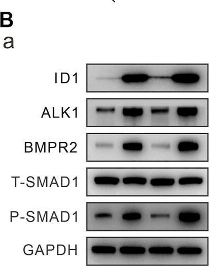 ALK-1 Antibody - BSA Free