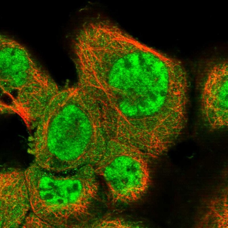 NCOA3/AIB1 Antibody - BSA Free Immunocytochemistry/ Immunofluorescence: NCOA3/AIB1 Antibody - BSA Free [NBP1-90256]