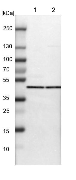 PHACS Antibody - BSA Free Western Blot: PHACS Antibody - BSA Free [NBP1-90260]